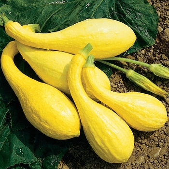 Cucurbita 'Crookneck' 