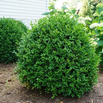 Buxus 'SB108' 