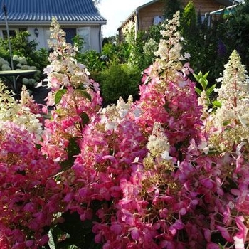 Hydrangea paniculata 'Candelabra™' PP27472