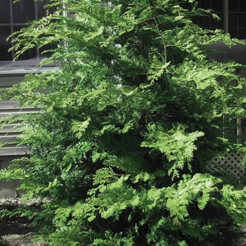 Chamaecyparis obtusa 'Sunlight Lace' 