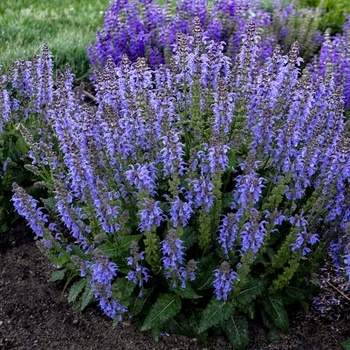 Salvia nemorosa 'Tidal Pool' PPAF