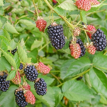 Rubus 'Twilight' PP30879