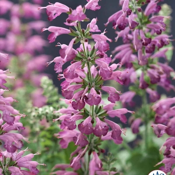 Salvia coccinea