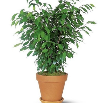 Ficus benjamina 'Spire' 