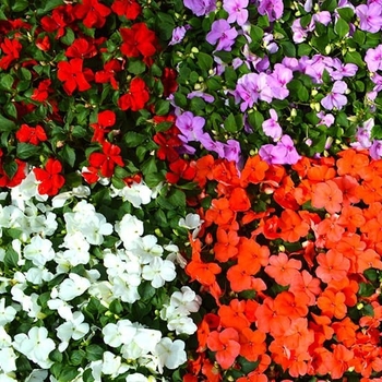 Impatiens 'Multiple Varieties' 