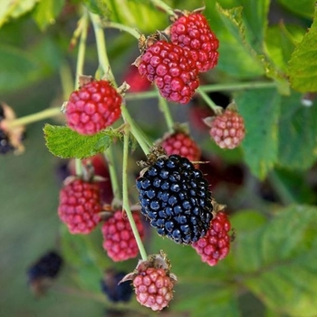 Rubus 'APF-236T' PP27032 CPBRAF