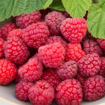 Rubus idaeus 'Meeker' 