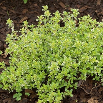 Thymus x citriodorus 'Variegatus' 