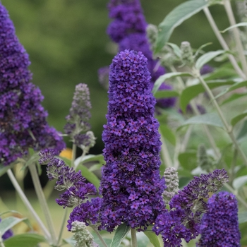 Buddleia davidii 'Griffin Blue' 