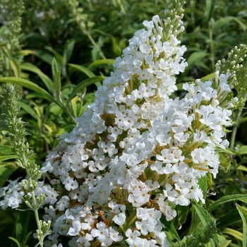 Buddleia davidii 'Silver Frost' 