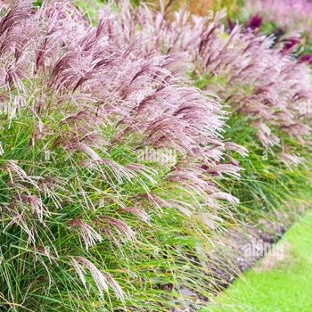 Miscanthus sinensis 'EMPMISO1' PP30802