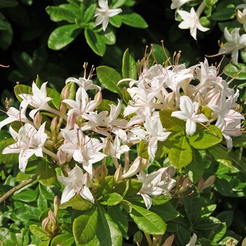 Rhododendron viscosum