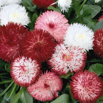 Bellis perennis 'Habanera Mix' 