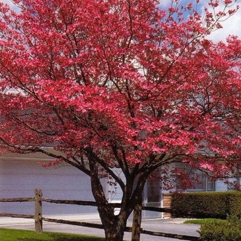 Cornus florida 'Franco's Red' 