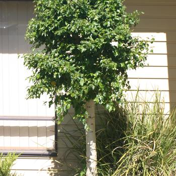 Betula pendula 'Globe' 