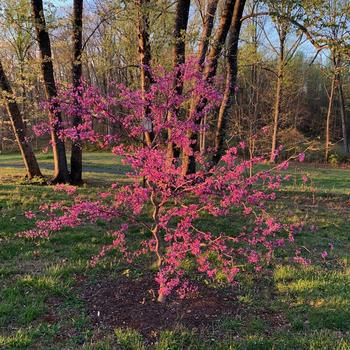 Cercis canadensis 'Seirb' 