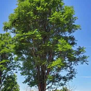 Gymnocladus dioicus 'Skinny Latte®'