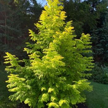 Metasequoia glyptostroboides 'Soul Fire' 