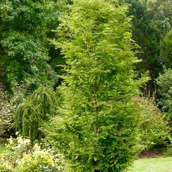 Metasequoia glyptostroboides 'Urban Spire' 