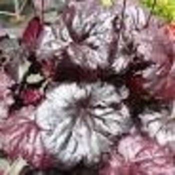 Heuchera 'Black Sea®' 