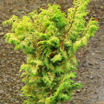 Chamaecyparis obtusa 'Melody' 