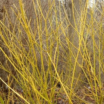 Cornus sericea 'Bud's Yellow' 