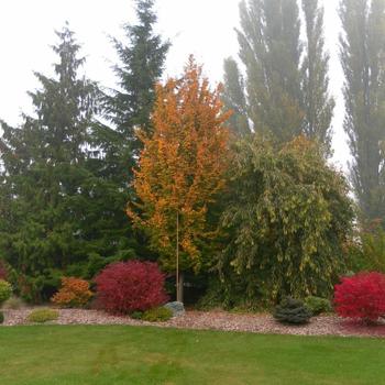 Parrotia persica 'Golden BellTower™'