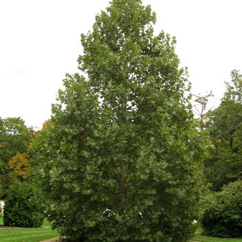 Platanus x acerifolia 'Morton Circle' 