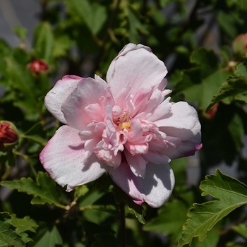 Hibiscus syriacus 'Double Pink' 