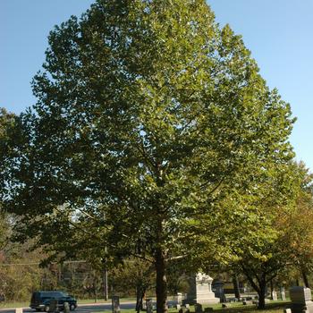 Platanus x acerifolia 'Monumental™'