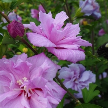 Hibiscus rosa-sinensis 'Double Purple' 