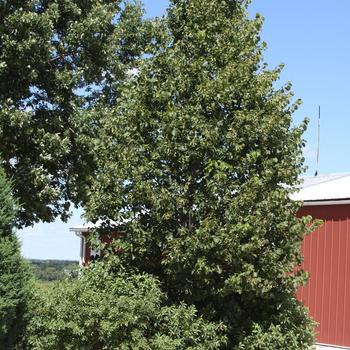 Tilia americana 'Kromm' 