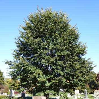 Ulmus 'Morton Glossy' 