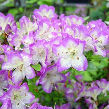 Rhododendron 'Mangetsu' 