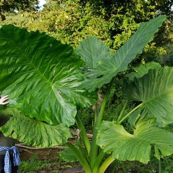 Alocasia Masquerade™ 'Borneo King'