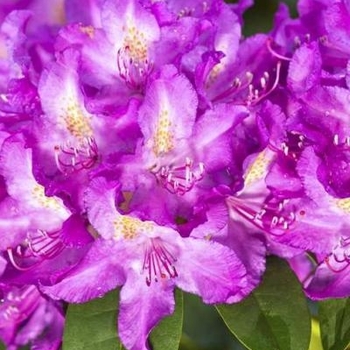 Rhododendron catawbiense 'Purpureum Elegans' 