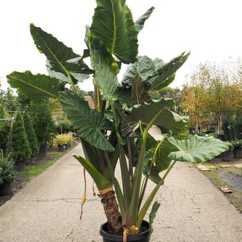 Alocasia 'Kuching Mask' 