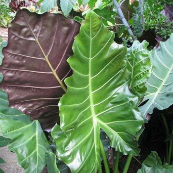 Alocasia 'Mayan Mask' 