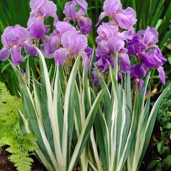 Iris ensata 'Silverband' 