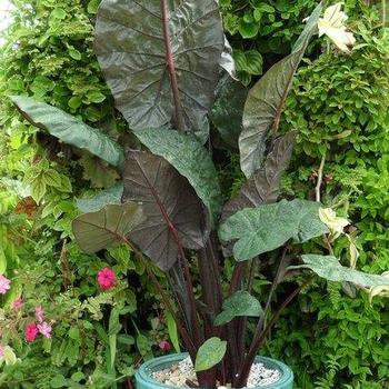 Alocasia sarawakensis Masquerade™ 'Yucatan Princess'