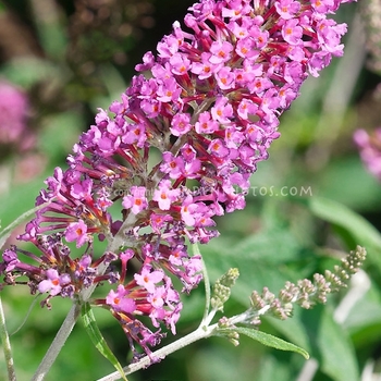 Buddleia 'Raspberry Eyes' 