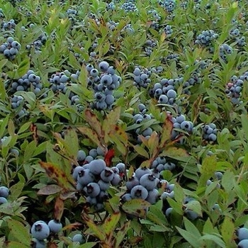 Vaccinium angustifolium 'Burgundy' 