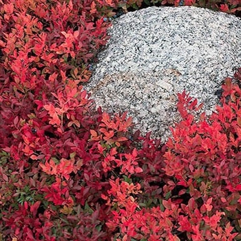 Vaccinium angustifolium 'Brunswick' 