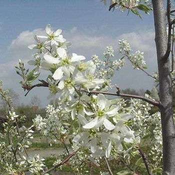 Amelanchier arborea