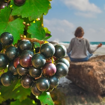 Vitis rotundifolia 'Noble' 