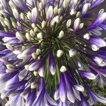 Agapanthus 'Fireworks' 