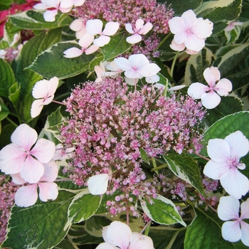 Hydrangea macrophylla 'Tricolor' 