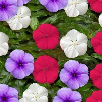 Catharanthus roseus