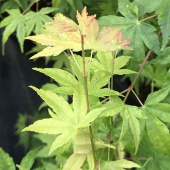 Acer palmatum 'Columnar' 