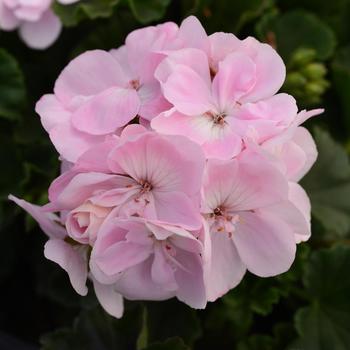 Pelargonium x hortorum Fantasia® Appleblossom